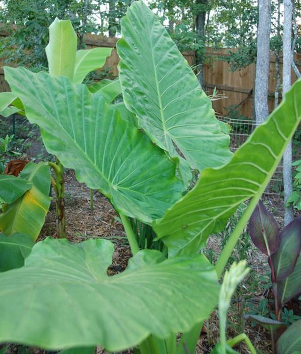 Elephant Ear bulbs for Sale Decoration Beautify Elephant Ears Bulbs for Planting Easily Suitable