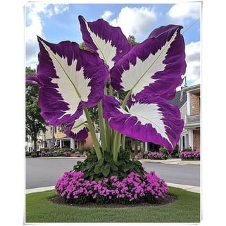 Planting Elephant Ear Bulbs