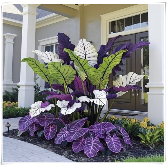 Elephant Ear for Planting-(Non-Artificial)-Easy to Grow & Quick Simple Planting Indoor or Outdoor Easy to germinate Rare