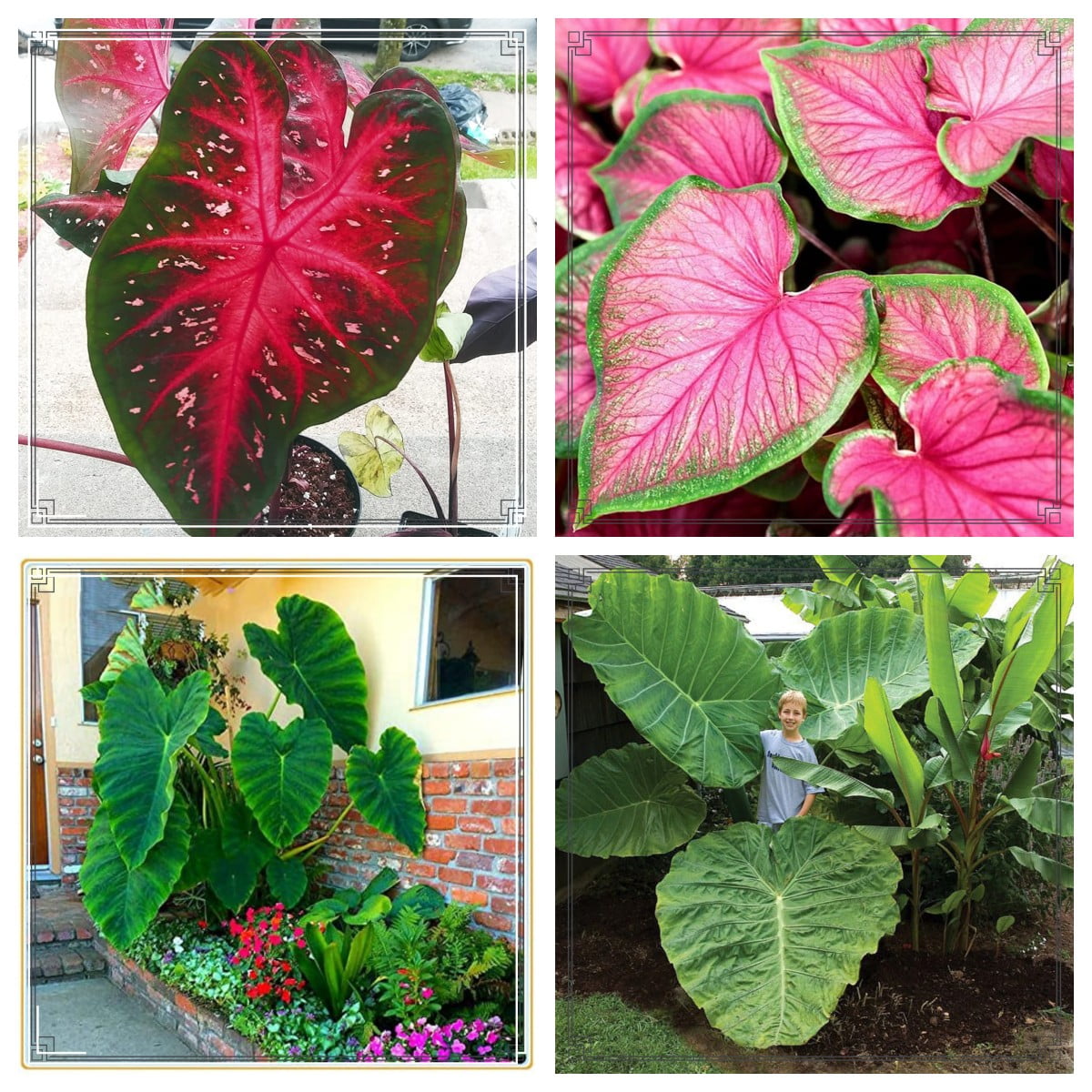 Elephant Ears Bulbs Elephant Ear Plant Live Elephant Ears Bulbs For