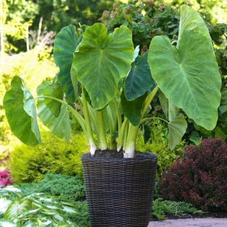 Greenhouse PCA, Elephant Ears, 3 Bulbs, Bold Tropical Landscape Effect -  Walmart.com