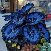 Attractive Elephant Ears Planting Bulbs,Ornamental,Perennial Herbs,Garden,Home Decoration(Hard-Resistant,Seedless,Non-Artificial)