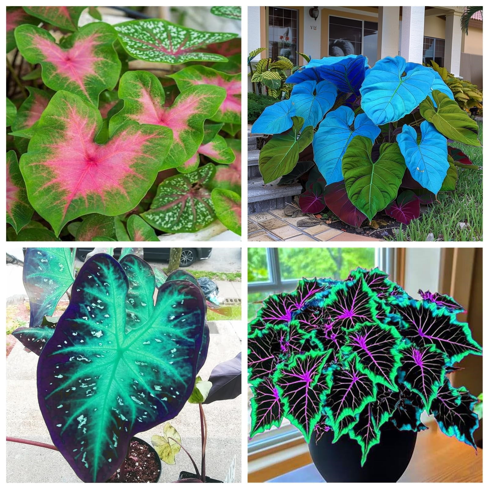 oxalis indoor plant OXALIS TRIANGULARIS, LOVE PLANT, PURPLE SHAMROCK  Plantology Lab Trading