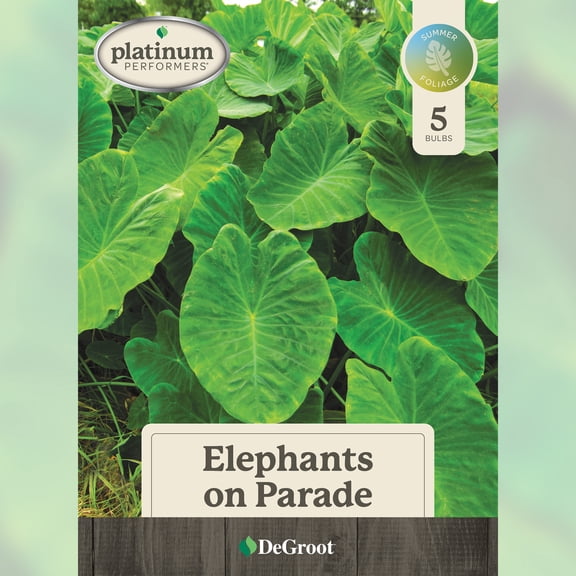 Elephant Ears on Parade