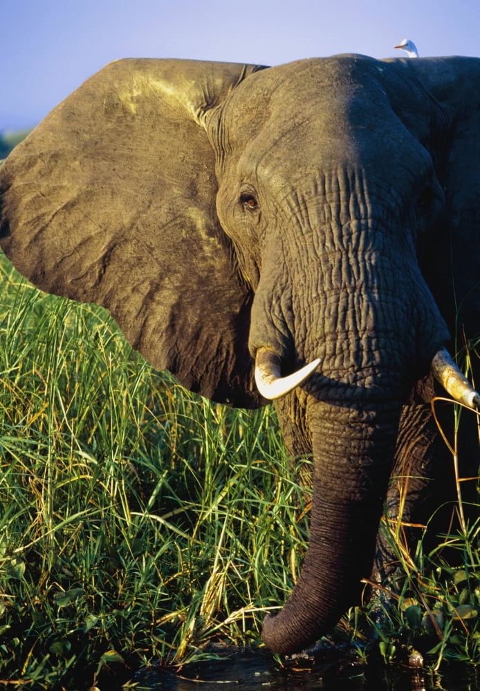 Elephant Eating Reeds On Riverbank Canvas Art - Ian Cumming Design Pics (12 x 18)