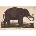 thumbnail image 1 of Elephant, Elephas Maximus Poster Print By ® Florilegius Mary Evans (24 X 18), 1 of 3