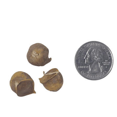 Elephant Garlic Bulbils (Corms, Offshoots NOT CLOVES) 10 Bulbils for Planting