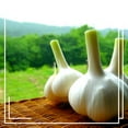 Elephant Garlic Bulbs Plant Your Own Garlic Grow Your Own Fresh and