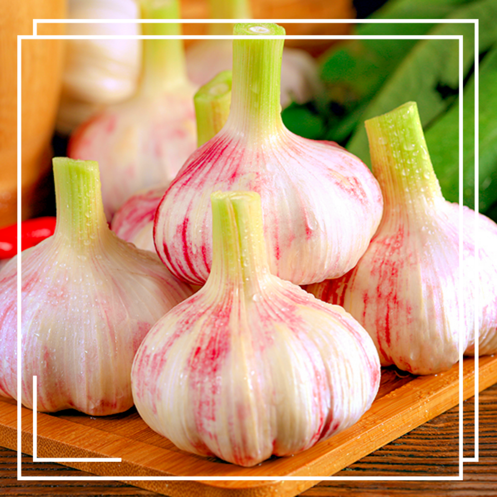 Elephant Garlic Bulbs Plant Your Own Garlic Grow Your Own Fresh and