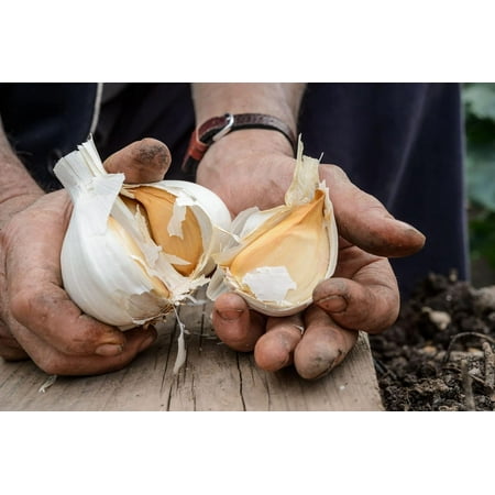 Elephant Garlic. Grown in California. 2 Huge Bulbs. Delicious milder, mellower flavor. Great for Cooking, Eating and Planting. Great Health s