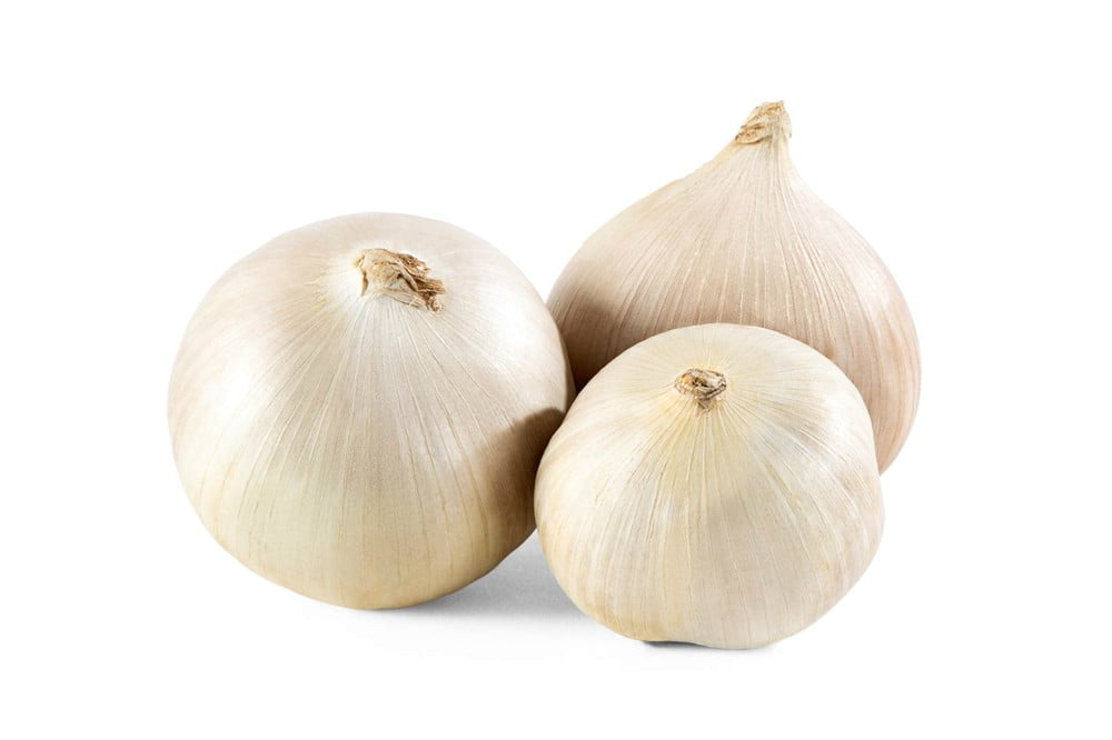 Elephant Garlic Rounds (Ajo Macho) Sorted Bulbs! Great for Fall Planting! (5 LB)