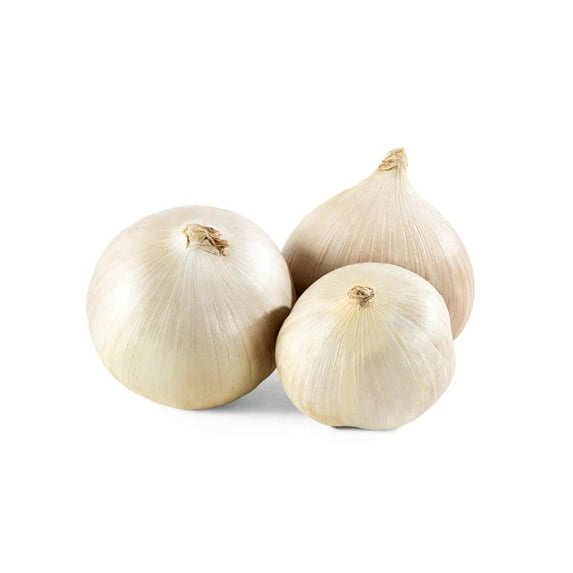 Elephant Garlic Rounds (Ajo Macho) Sorted Bulbs! Great for Fall Planting! (5 LB)