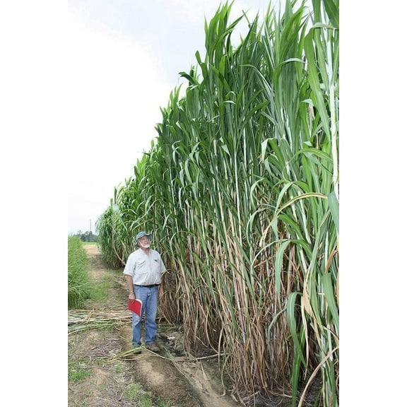 Elephant Grass Seeds - Tallest Grass in The World - Ships from Iowa, Made in USA (1,000 Seeds)