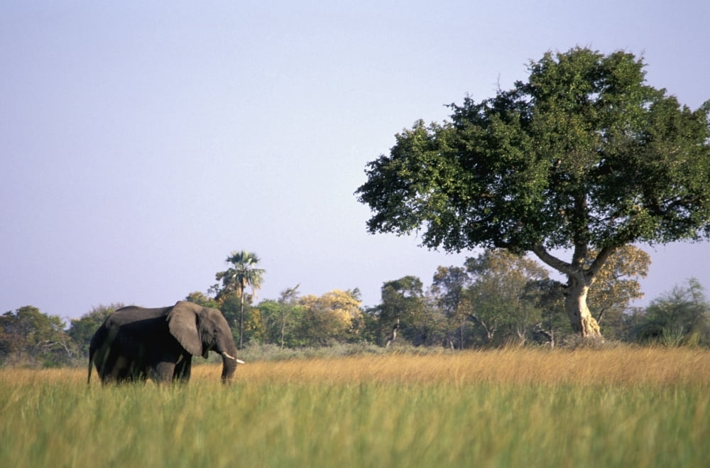 Elephant Grazing In Water Meadows Canvas Art - Guy Marks Design Pics (34 x 22)