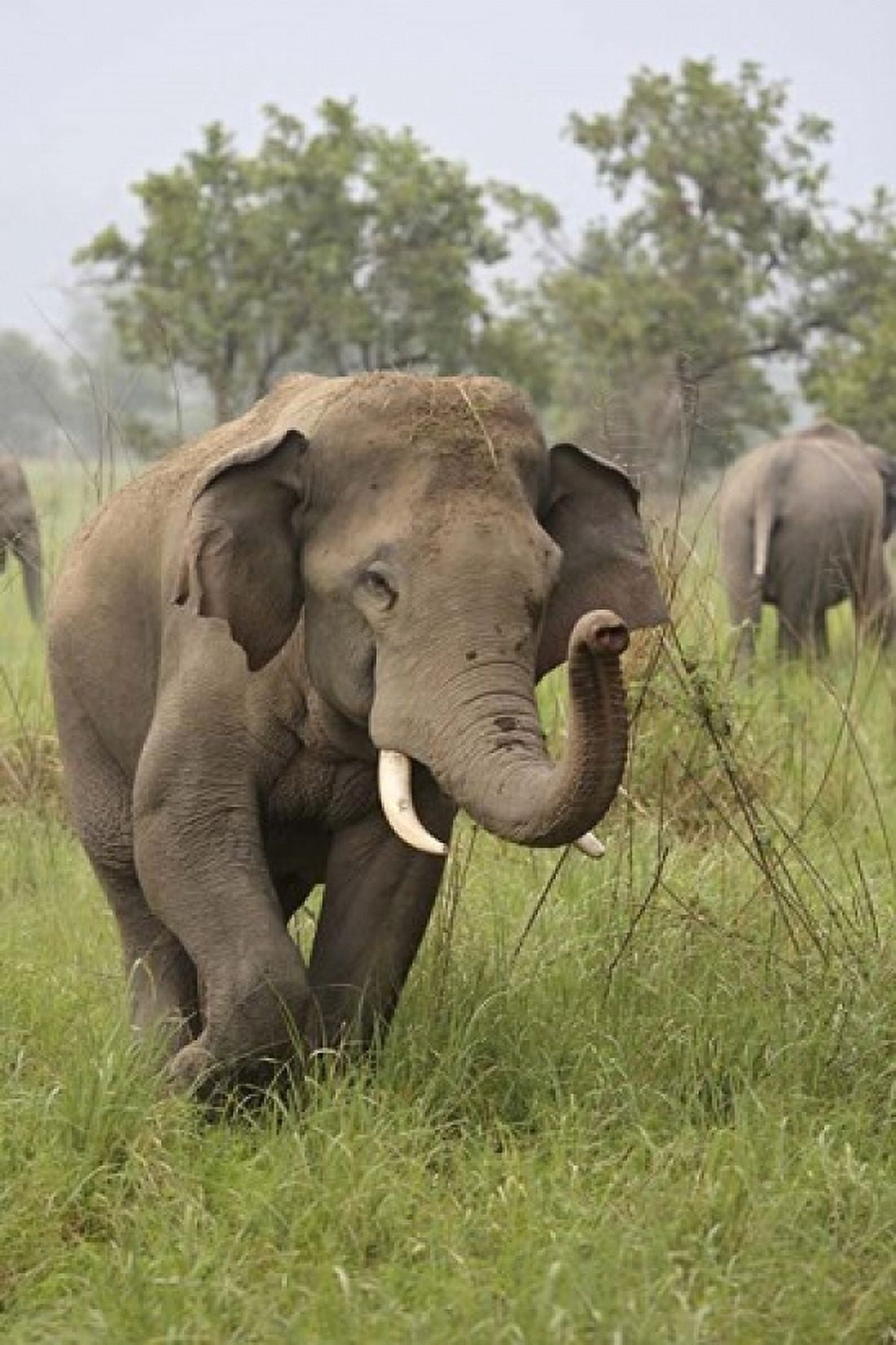 Elephant Greeting Corbett National Park Uttaranchal India Canvas Art - Jagdeep Rajput DanitaDelimont (18 x 26)