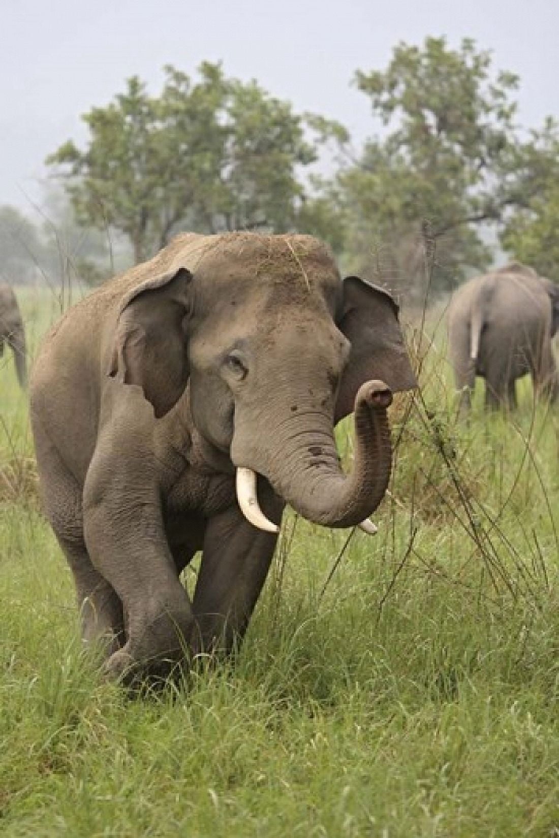 Elephant Greeting Corbett National Park Uttaranchal India Canvas Art - Jagdeep Rajput DanitaDelimont (24 x 36)