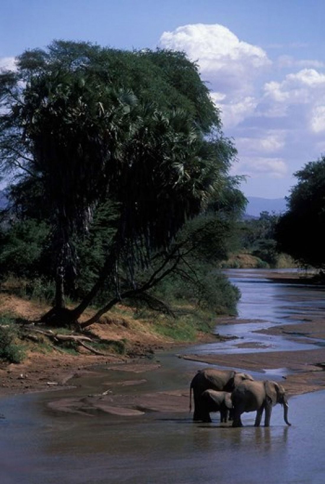 Elephant Herd Along Uaso Nyiro River Samburu National Reserve Kenya Canvas Art - Paul Souders DanitaDelimont (24 x 36)