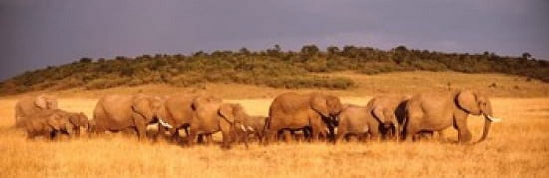 Elephant Herd Kenya Maasai Mara Canvas Art - Panoramic Images (37 x 12)