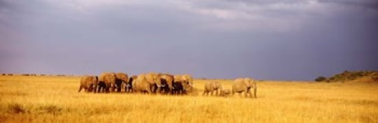 Elephant Herd Maasai Mara Kenya Canvas Art - Panoramic Images (36 x 12)