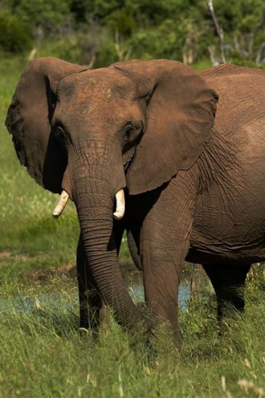 Elephant Hwange NP Zimbabwe Africa Canvas Art - David Wall DanitaDelimont (12 x 17)