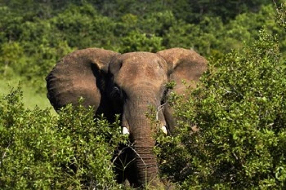 Elephant Hwange National Park Zimbabwe Africa Canvas Art - David Wall DanitaDelimont (24 x 15)