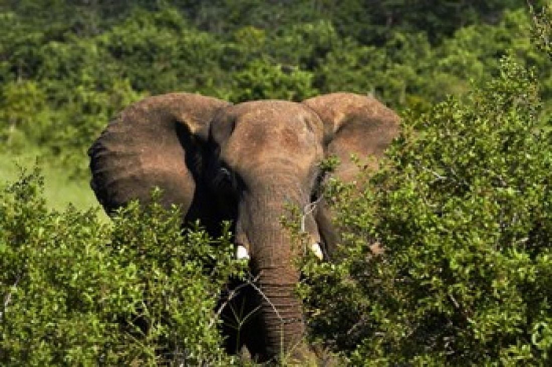 Elephant Hwange National Park Zimbabwe Africa Canvas Art - David Wall DanitaDelimont (35 x 24)