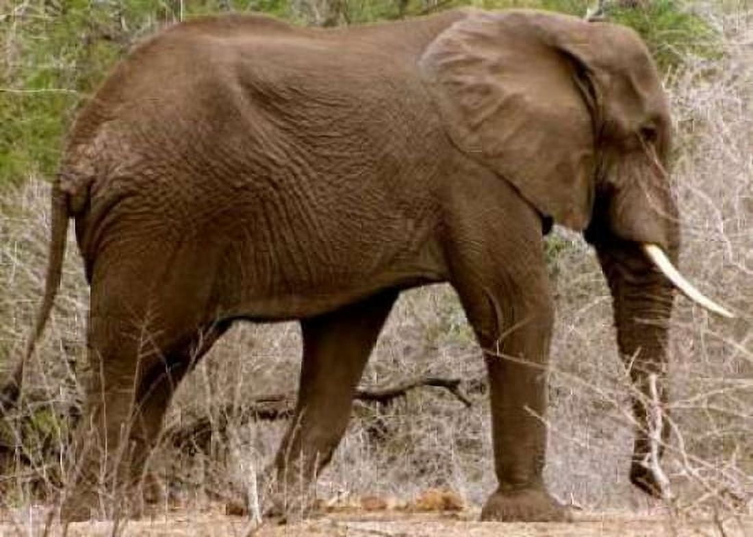 Elephant I Canvas Art - Dana Underdahl (18 x 24)