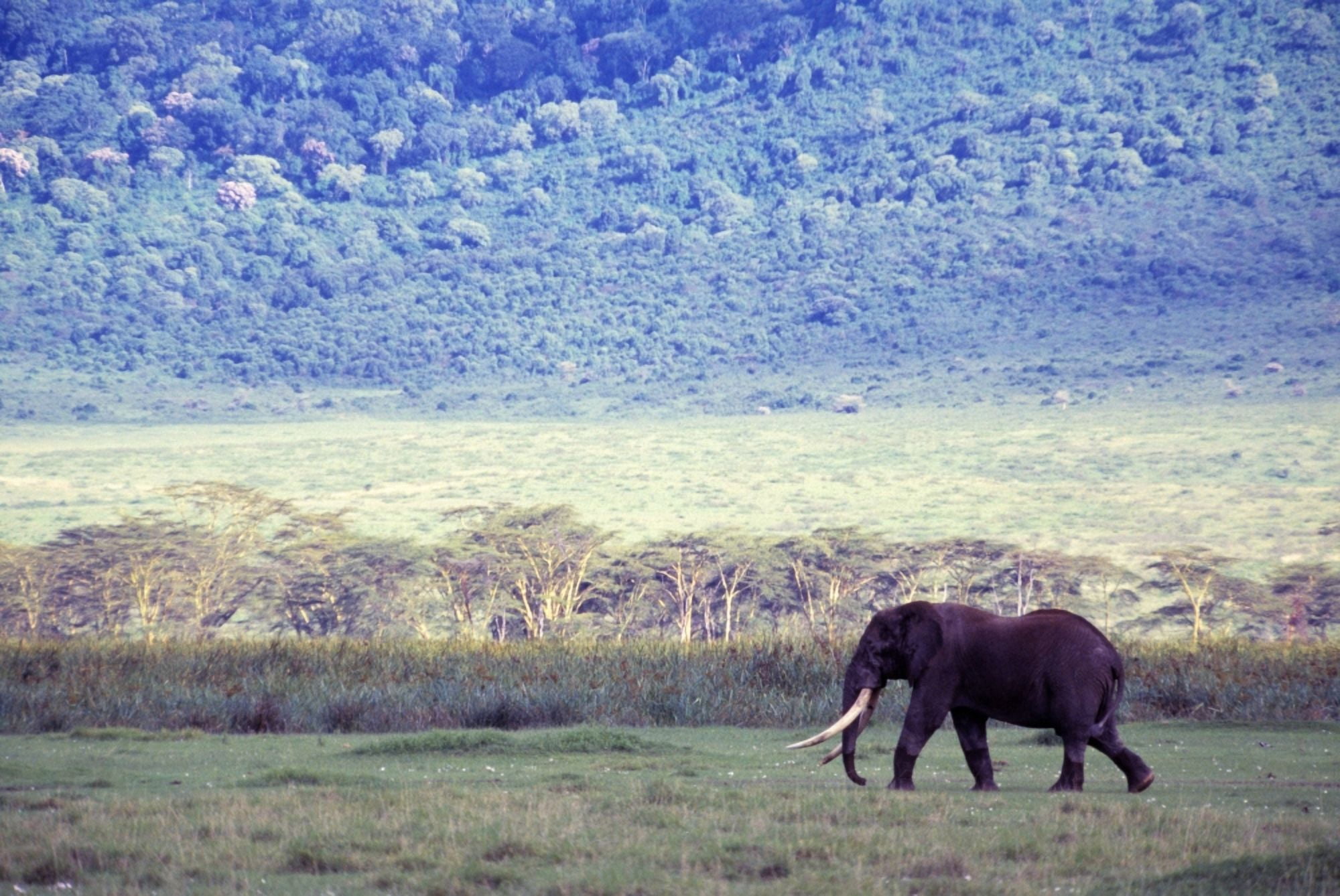 Elephant In The Wild Canvas Art - Natural Selection Chris Pinchbeck Design Pics (36 x 24)