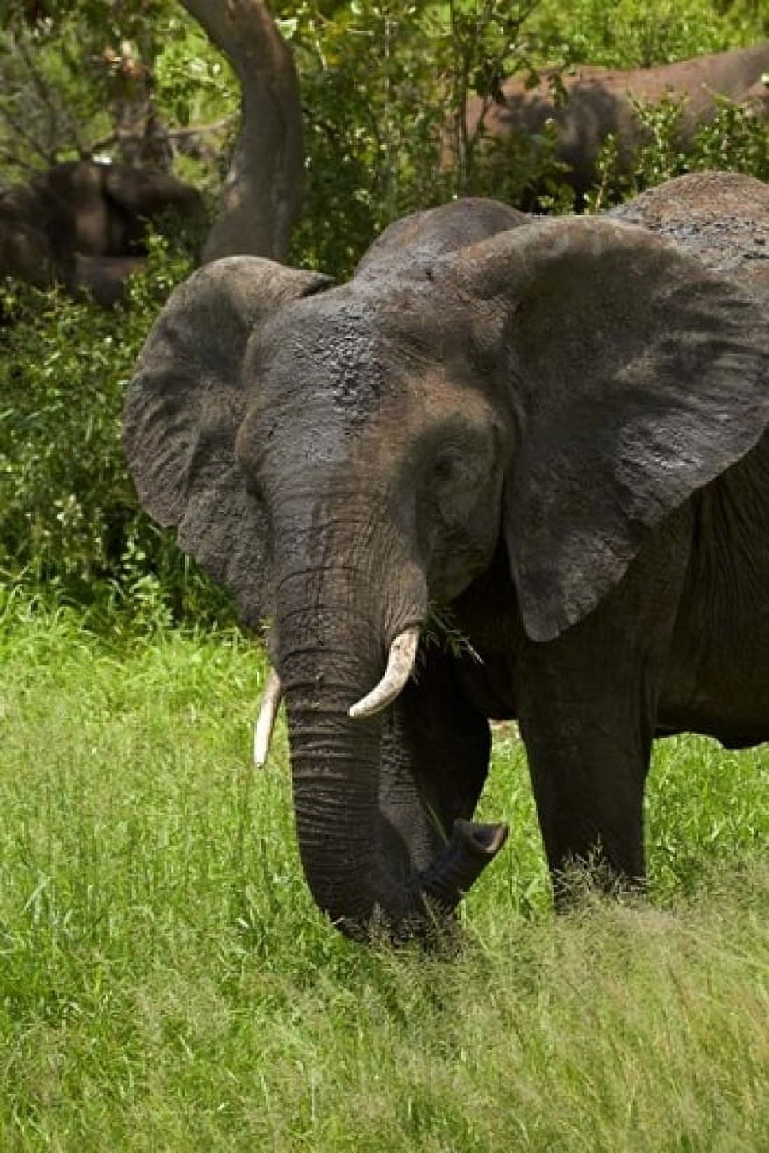 Elephant Kruger NP South Africa Canvas Art - David Wall DanitaDelimont (12 x 17)