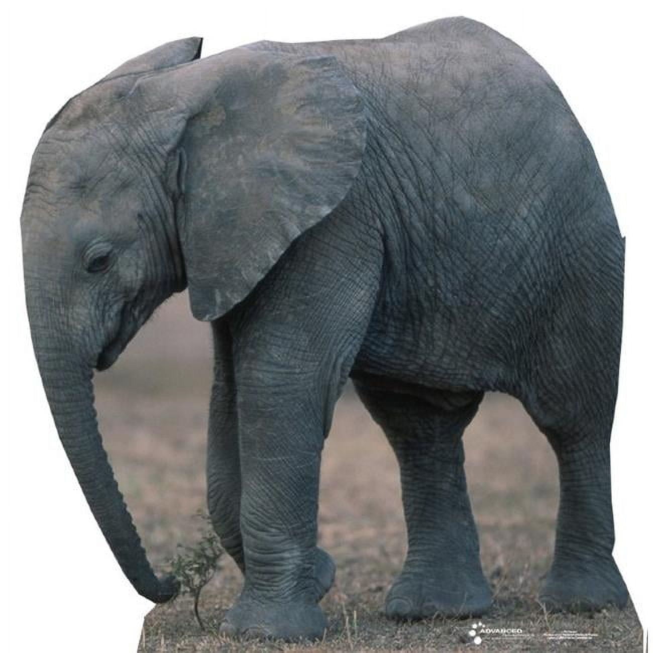 Life-Size Baby Elephant Cardboard Stand-Up