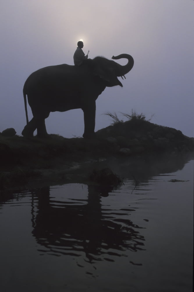 An Elephant With Its Mahout Stand At The Edge Of The Rapti River Near Sauraha And Chitwan National Park Nepal Canvas Art - Sean White Design Pics (24 x 38)
