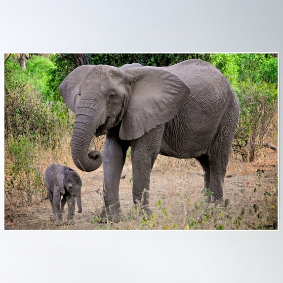 Elephant - Mother And Baby Poster Wall Art, Modern Wall Decor For Living Room Bedroom, 16x24 UNFRAMED