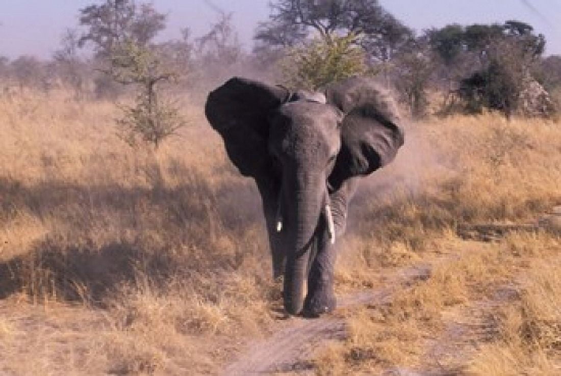 Elephant Okavango Delta Botswana Canvas Art - Gavriel Jecan DanitaDelimont (35 x 24)