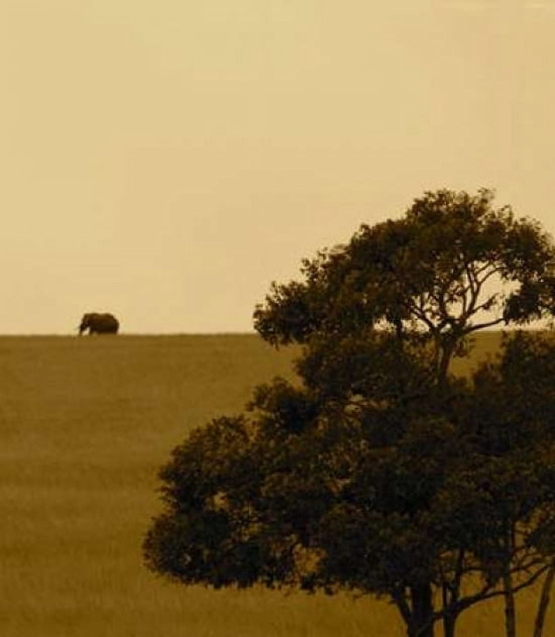Elephant Pack III Canvas Art - Susan Bryant (22 x 28)