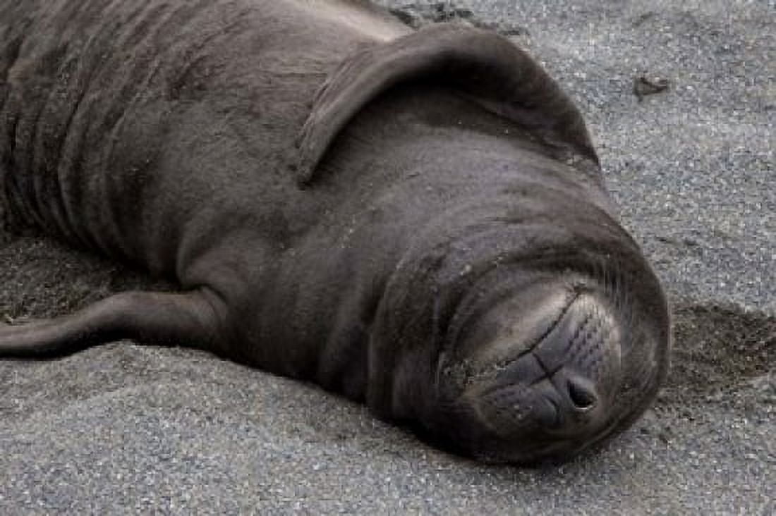Elephant Seal Pup Sleeps on Beach South Georgia Island Antarctica Canvas Art - Jaynes Gallery DanitaDelimont (34 x 23)