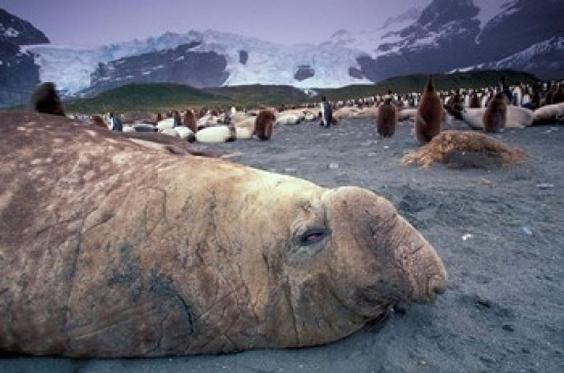 Elephant Seal and King Penguins South Georgia Island Antarctica Canvas Art - Art Wolfe DanitaDelimont (24 x 15)
