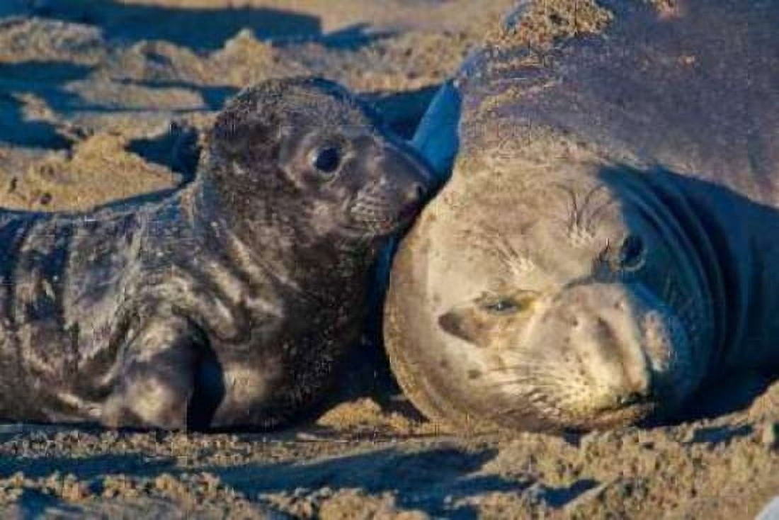 Elephant Seals I Canvas Art - Lee Peterson (12 x 18)