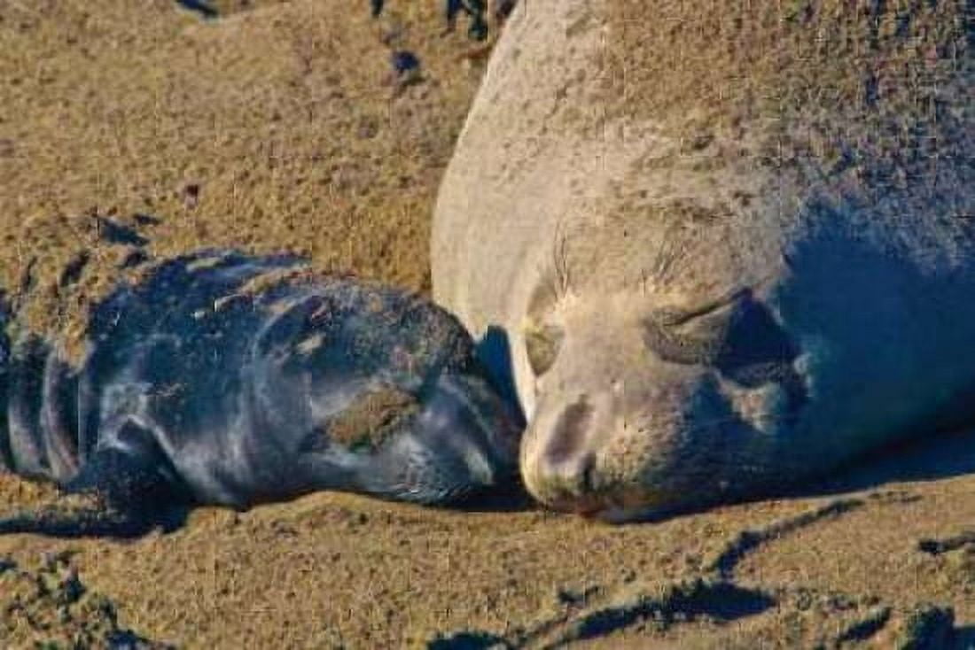 Elephant Seals II Canvas Art - Lee Peterson (24 x 36)