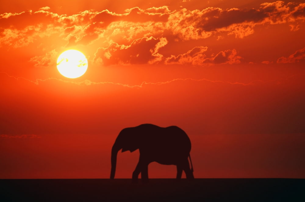 Elephant Silhouette Canvas Art - Don Hammond Design Pics (17 x 11)