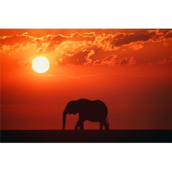 Elephant Silhouette Poster Print