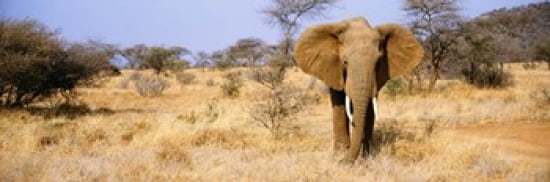 Elephant Somburu Kenya Africa Canvas Art - Panoramic Images (36 x 12)
