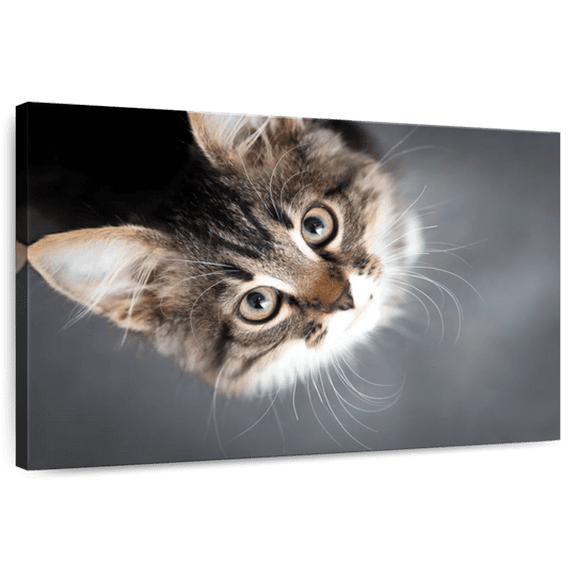 Elephant Stock A Cat Wall Art - Horizontal Canvas Wall Art - Living Room Wall Decor - Animal Canvas - Black And Brown Decor - 12" x 8"