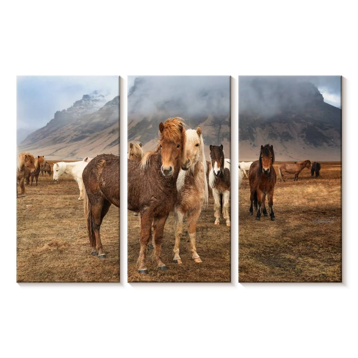 Photo inspiration: Visual Reference: Elephant Stock The Amazing Icelandic Horses Wall Art