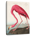 thumbnail image 1 of Elephant Stock American Flamingo Wall Art - Vertical Canvas Wall Art - Living Room Wall Decor - Animal Canvas - Beige And Brown Decor By John James Audubon - 8" x 12", 1 of 8