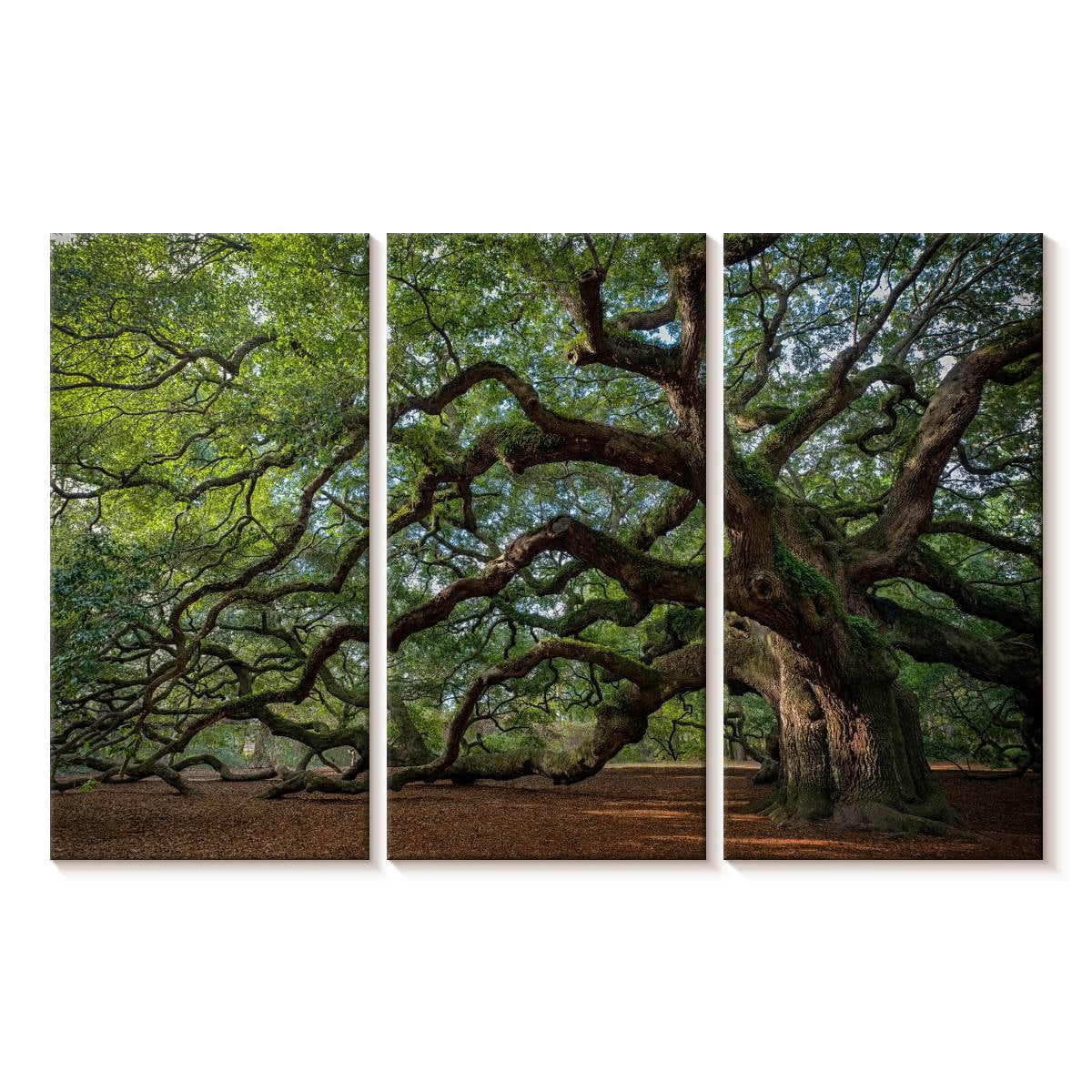 Elephant Stock Angel Oak Tree Wall Art - Horizontal Multi Panel Canvas ...