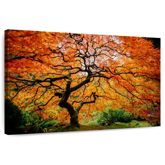 Elephant Stock Autumn Japanese Maple Tree Wall Art - Horizontal Canvas Wall Art - Living Room Wall Decor - Floral And Botanical Canvas - Orange And Brown Decor - 12" x 8"