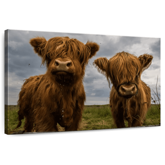 Elephant Stock Baby Highland Cows Wall Art - Horizontal Canvas Wall Art - Living Room Wall Decor - Animal Canvas - Brown And Blue Decor - 24" x 16"