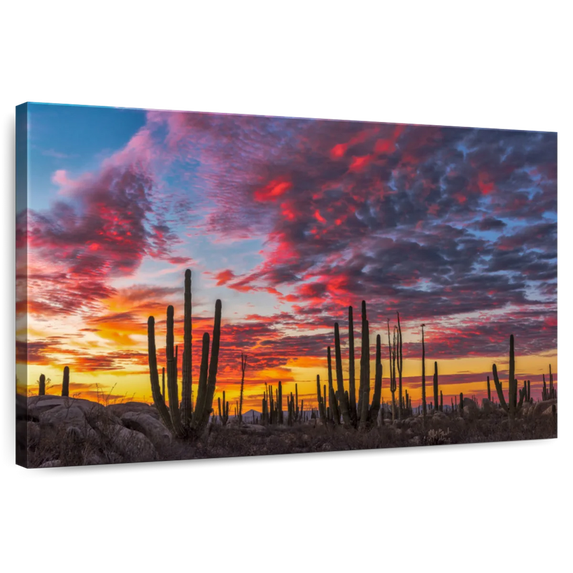 Elephant Stock Baja California Cactus Forest Wall Art - Horizontal Canvas Wall Art - Living Room Wall Decor - Nature Canvas - Blue And Orange Decor By Christian Heeb - 51" x 34"