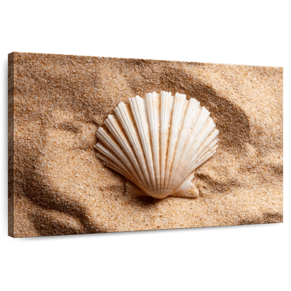 Elephant Stock Beach Scallop Shell Wall Art - Horizontal Canvas Wall Art - Kids Room Wall Decor - Nautical Canvas - Beige And Brown Decor - 12" x 8"