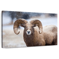thumbnail image 1 of Elephant Stock Bighorn Sheep Wall Art - Horizontal Canvas Wall Art - Living Room Wall Decor - Animal Canvas - Brown And White Decor - 12" x 8", 1 of 8